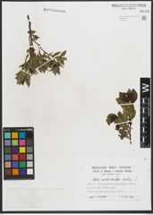 Foto von Salix mielichhoferi Saut.